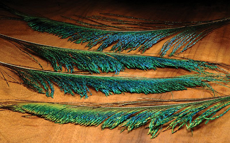 Hareline Peacock Swords - Feathers &amp; Marabou - Fly Fish Food
