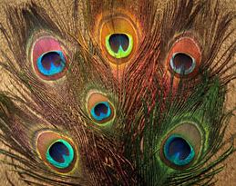 Nature's Spirit Peacock Eye Sticks - Feathers & Marabou - Fly Fish Food