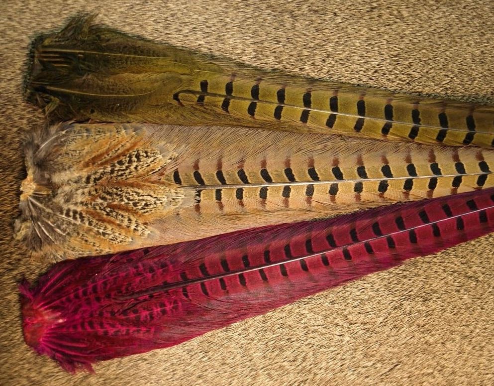 Ringneck Pheasant Tail Clumps - Feathers & Marabou - Fly Fish Food