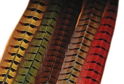 Ringneck Pheasant Tail - Feathers & Marabou - Fly Fish Food