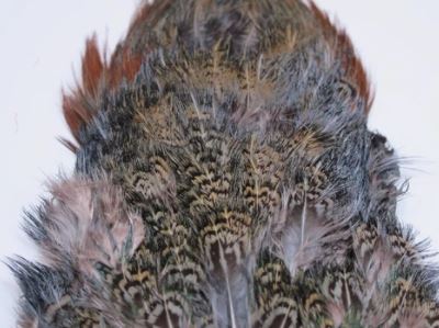 Fish Hunter Ringneck Pheasant Rump Patch - Feathers & Marabou - Fly Fish Food