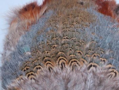 Fish Hunter Ringneck Pheasant Rump Patch - Feathers & Marabou - Fly Fish Food