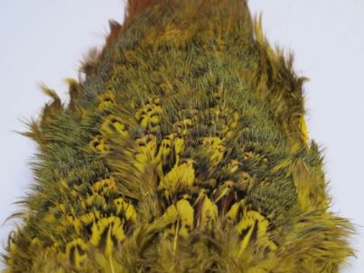 Fish Hunter Ringneck Pheasant Rump Patch - Feathers & Marabou - Fly Fish Food