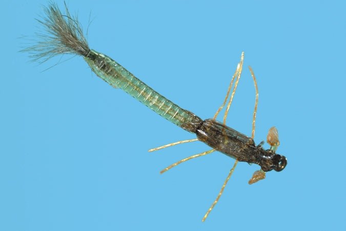 Ultra Damsel Nymph - Olive - Flies - Fly Fish Food