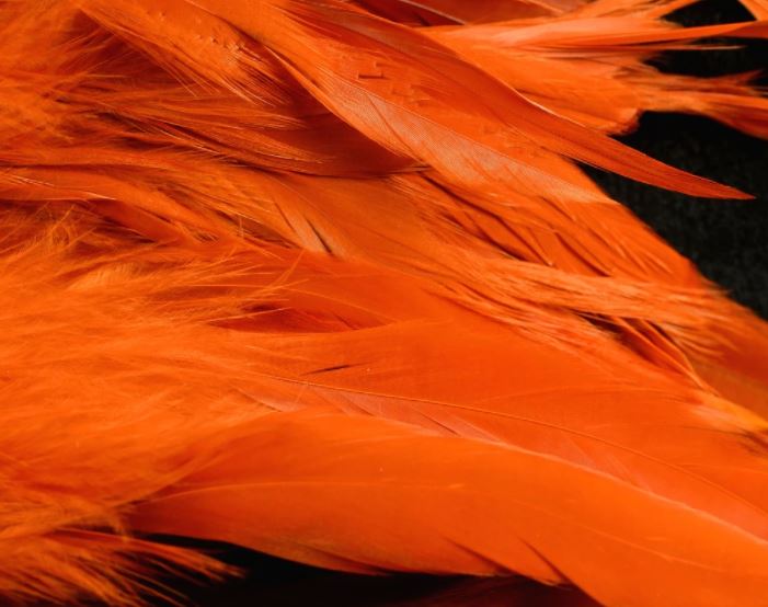 Fish Hunter Select Schlappen - Hackle - Fly Fish Food