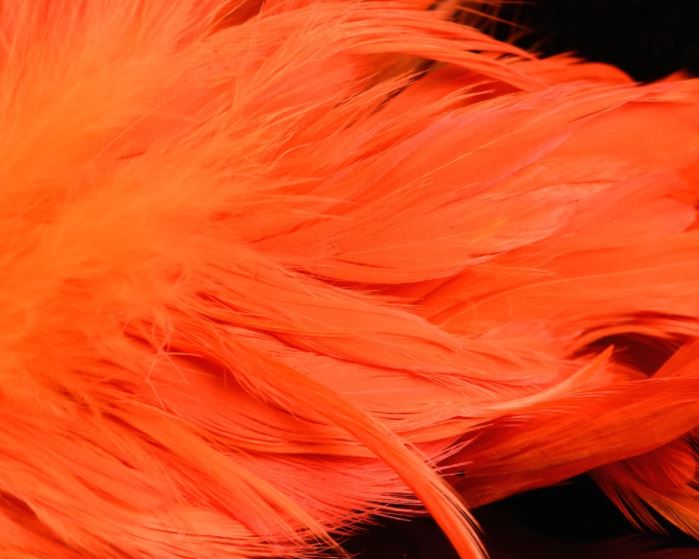 Fish Hunter Select Schlappen - Hackle - Fly Fish Food