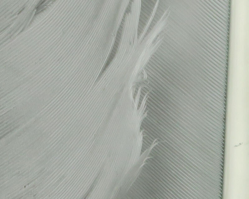 Turkey Biot Quills - Feathers & Marabou - Fly Fish Food