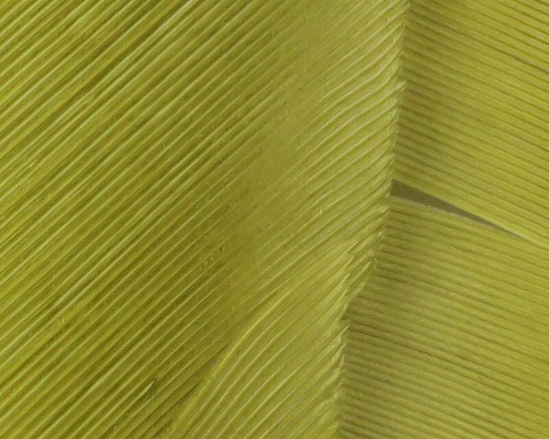Turkey Biot Quills - Feathers & Marabou - Fly Fish Food