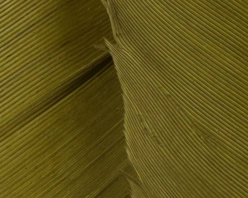 Turkey Biot Quills - Feathers & Marabou - Fly Fish Food