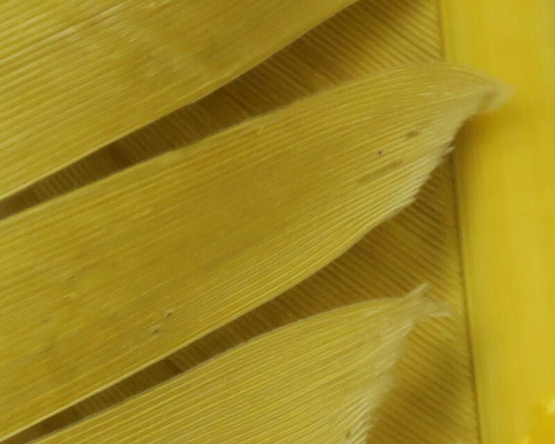 Turkey Biot Quills - Feathers & Marabou - Fly Fish Food