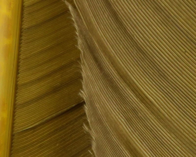 Turkey Biot Quills - Feathers & Marabou - Fly Fish Food