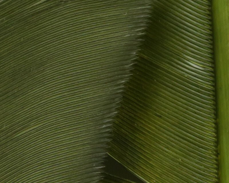 Turkey Biot Quills - Feathers & Marabou - Fly Fish Food