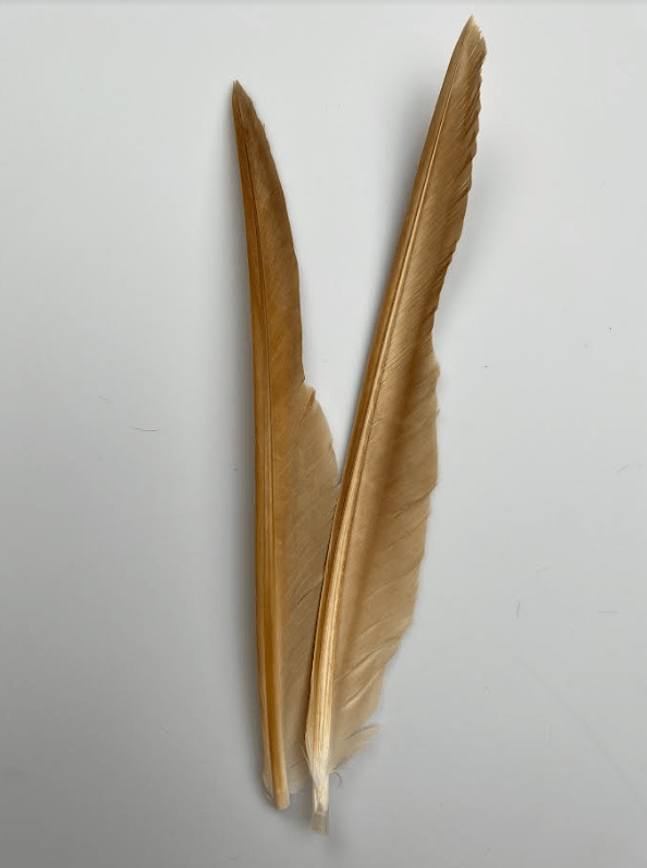 Canada Goose Biot Quills - Feathers & Marabou - Fly Fish Food