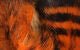 Magnum Black Barred Rabbit Strips - Hair & Fur - Fly Fish Food