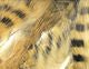 Magnum Black Barred Rabbit Strips - Hair & Fur - Fly Fish Food