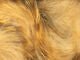 Brown Barred Magnum Rabbit Strips - Hair &amp; Fur - Fly Fish Food