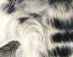 Magnum Black Barred Rabbit Strips - Hair & Fur - Fly Fish Food