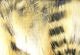 Black Barred Rabbit Strips - Hair & Fur - Fly Fish Food