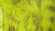 Olive Barred Rabbit Strips - Hair &amp; Fur - Fly Fish Food