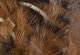 Black Barred Rabbit Strips - Hair &amp; Fur - Fly Fish Food
