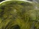 Black Barred Rabbit Strips - Hair & Fur - Fly Fish Food