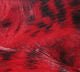 Black Barred Rabbit Strips - Hair & Fur - Fly Fish Food
