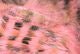 Black Barred Rabbit Strips - Hair & Fur - Fly Fish Food