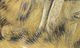 Black Barred Rabbit Strips - Hair &amp; Fur - Fly Fish Food
