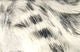 Black Barred Rabbit Strips - Hair & Fur - Fly Fish Food