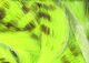 Olive Barred Rabbit Strips - Hair &amp; Fur - Fly Fish Food