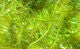 Cactus Chenille - Chenille - Fly Fish Food