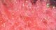 Cactus Chenille - Chenille - Fly Fish Food