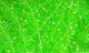 Cactus Chenille - Chenille - Fly Fish Food