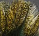 Coq De Leon - Hareline - Feathers & Marabou - Fly Fish Food
