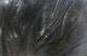 Coq De Leon - Hareline - Feathers &amp; Marabou - Fly Fish Food