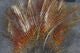 Coq De Leon - Hareline - Feathers &amp; Marabou - Fly Fish Food