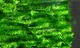 Chenille - Medium - Chenille - Fly Fish Food