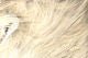 Crosscut Rabbit Strips - Hair & Fur - Fly Fish Food