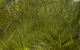 Crosscut Rabbit Strips - Hair & Fur - Fly Fish Food