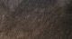 Crosscut Rabbit Strips - Hair & Fur - Fly Fish Food