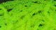 Diamond Braid - Dyed Pearl - Synthetic Fibers & Flash - Fly Fish Food