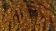 Diamond Braid - Dyed Pearl - Synthetic Fibers & Flash - Fly Fish Food
