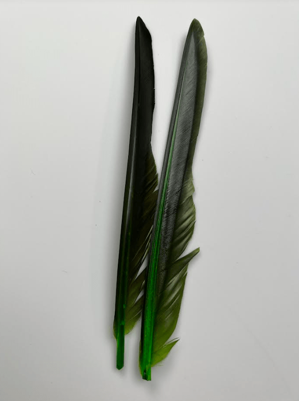 Canada Goose Biot Quills - Feathers &amp; Marabou - Fly Fish Food
