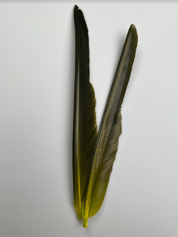 Canada Goose Biot Quills - Feathers &amp; Marabou - Fly Fish Food