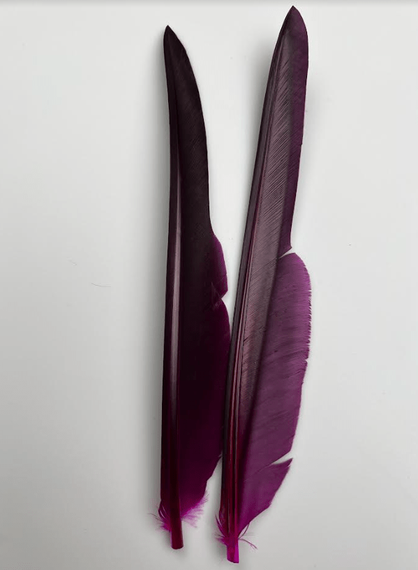 Canada Goose Biot Quills - Feathers &amp; Marabou - Fly Fish Food