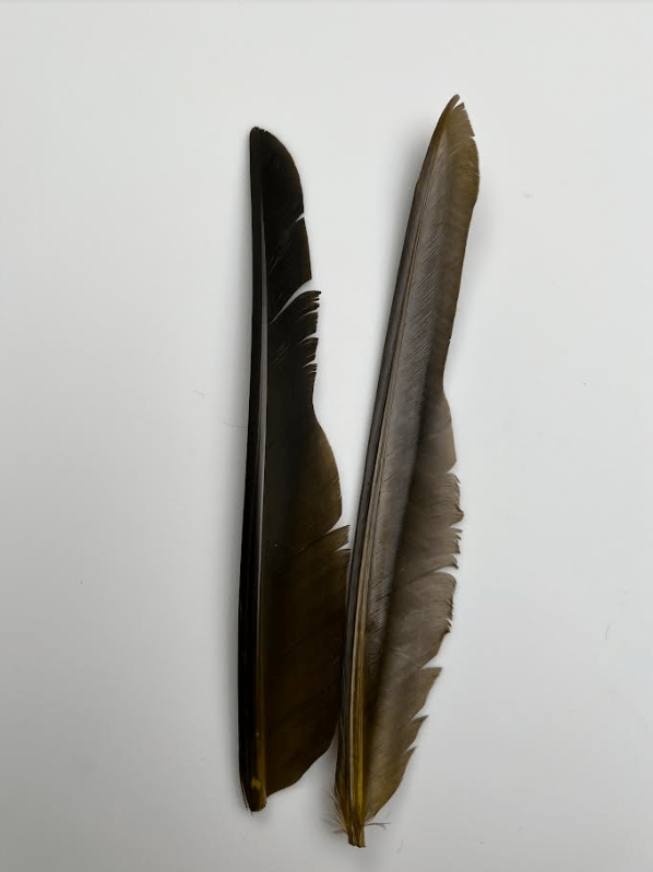 Canada Goose Biot Quills - Feathers &amp; Marabou - Fly Fish Food