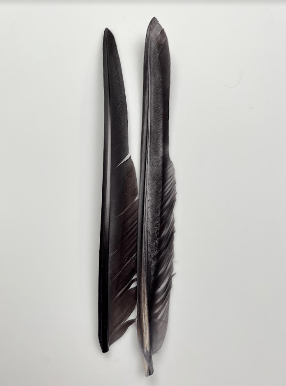 Canada Goose Biot Quills - Feathers &amp; Marabou - Fly Fish Food