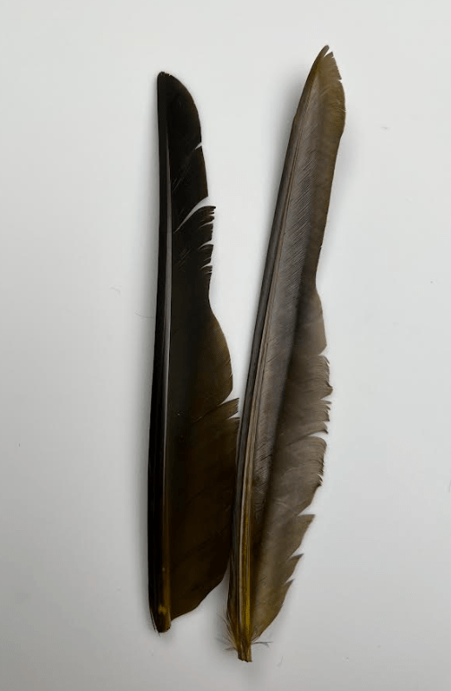 Canada Goose Biot Quills - Feathers &amp; Marabou - Fly Fish Food