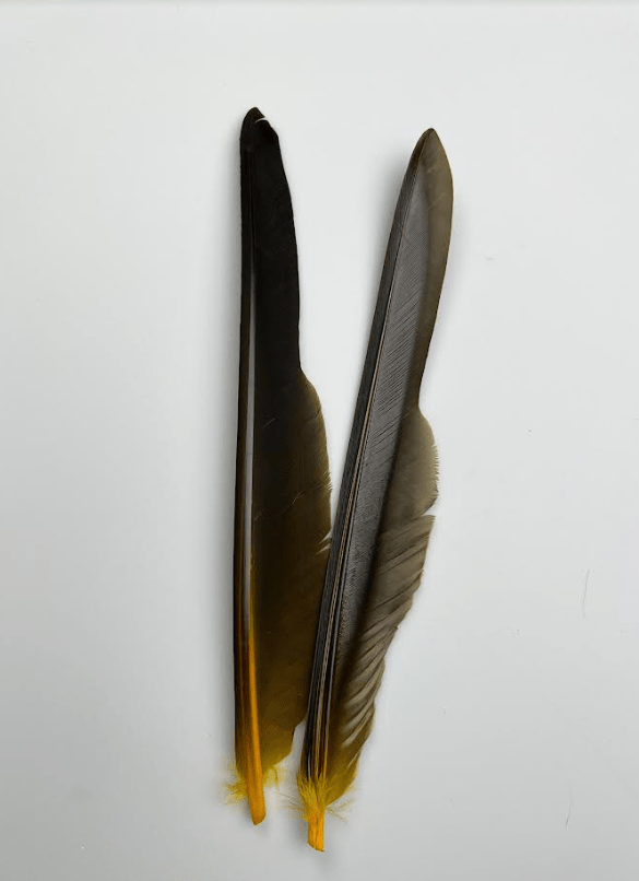 Canada Goose Biot Quills - Feathers &amp; Marabou - Fly Fish Food