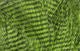 Fine Black Barred Marabou - Feathers & Marabou - Fly Fish Food